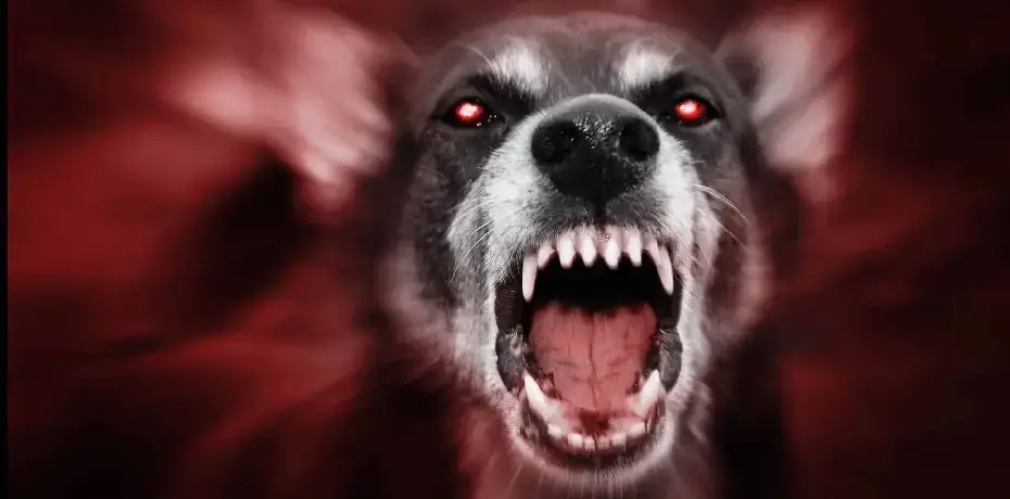 Dog Bite Lawyer Consult With Keith D. Leshine Attorney At Law, LLC 30019 Georgia